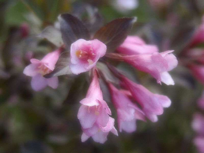 Pink Flowers on Bush — Calm