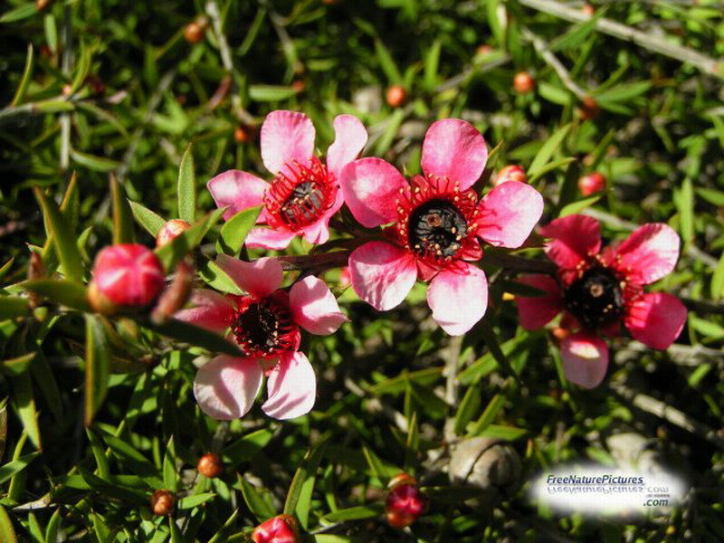 Pink Flowers on Bush — Natural