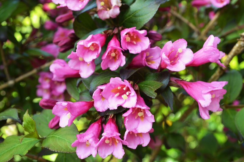 Pink Flowers on Bush — Serene, Spring