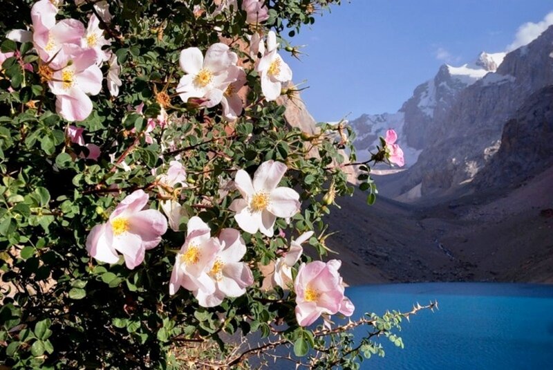 Pink Flowers on Bush — Serene