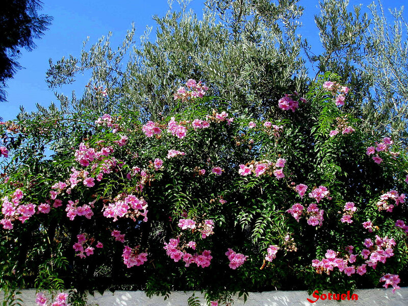 Pink Flowers on Bush