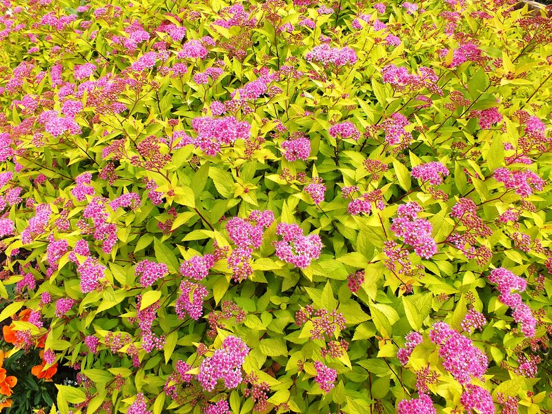 Pink Flowers on Bush — Vibrant, Summer
