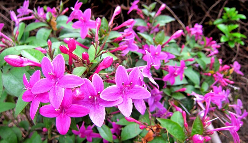 Pink Flowers on Bush — Vibrant