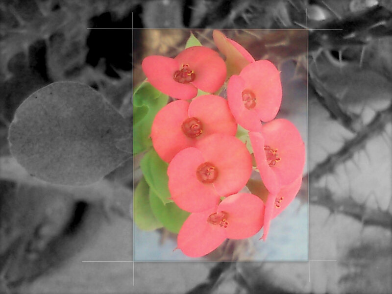 Pink Flowers on Cactus