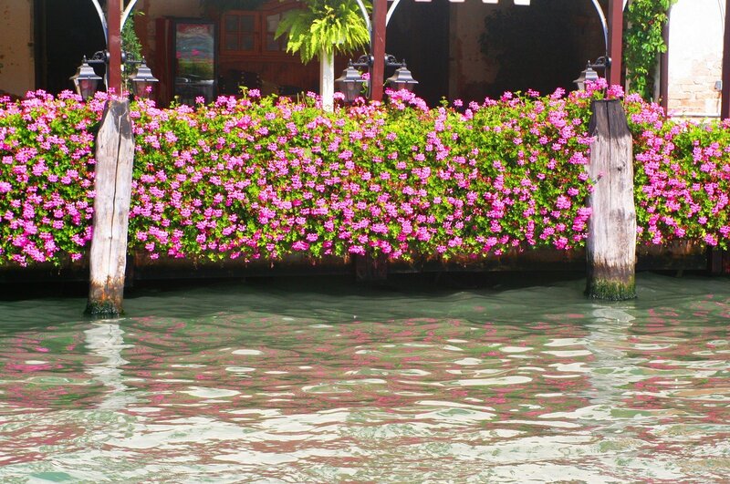 Pink Flowers on Canal