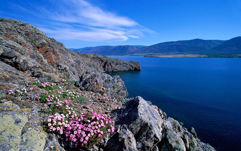 Pink Flowers on Cliff — Blue, Serene