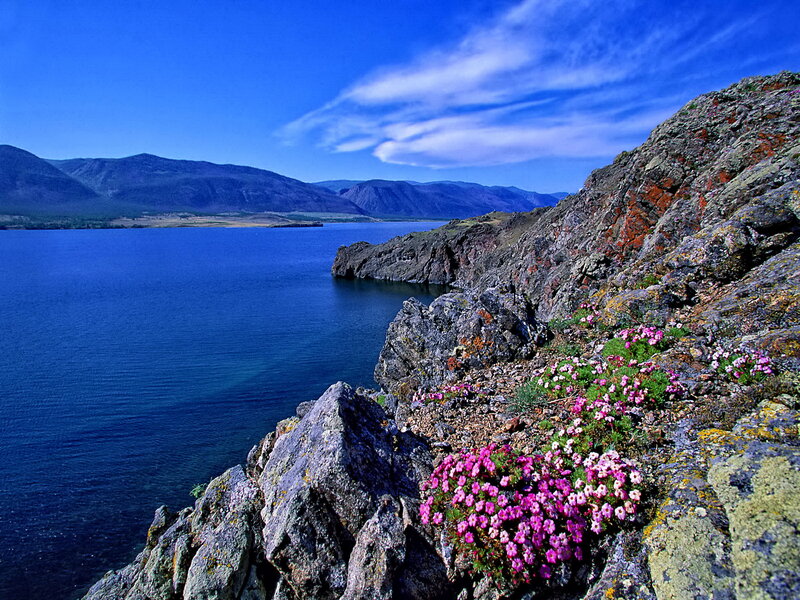 Pink Flowers on Cliff — Blue