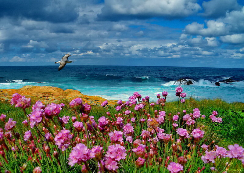 Pink Flowers on Cliff — Dramatic, Afternoon