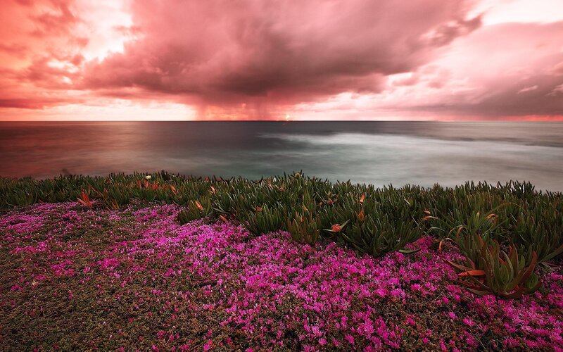 Pink Flowers on Cliff — Dramatic