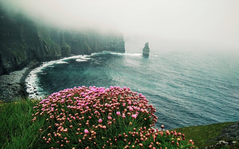 Pink Flowers on Cliff — Green, Misty