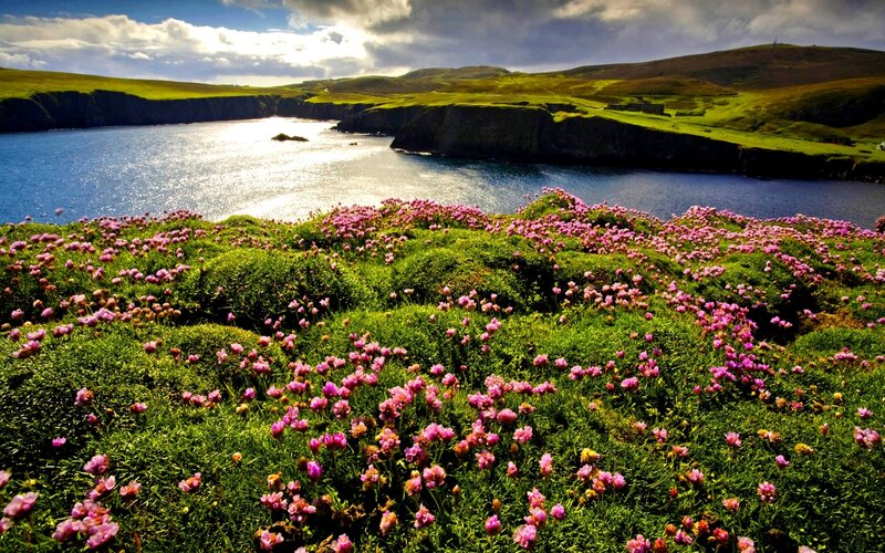 Pink Flowers on Cliff — Green