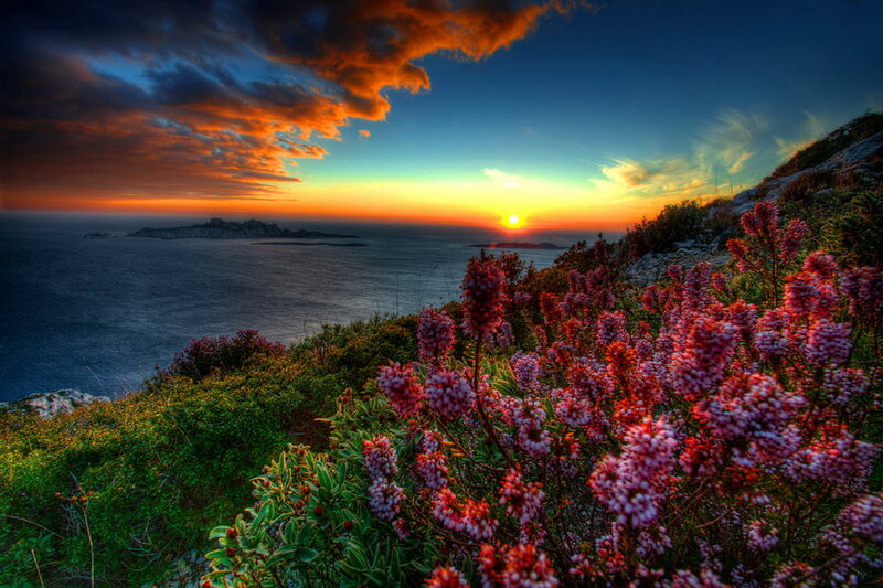 Pink Flowers on Cliff — Orange
