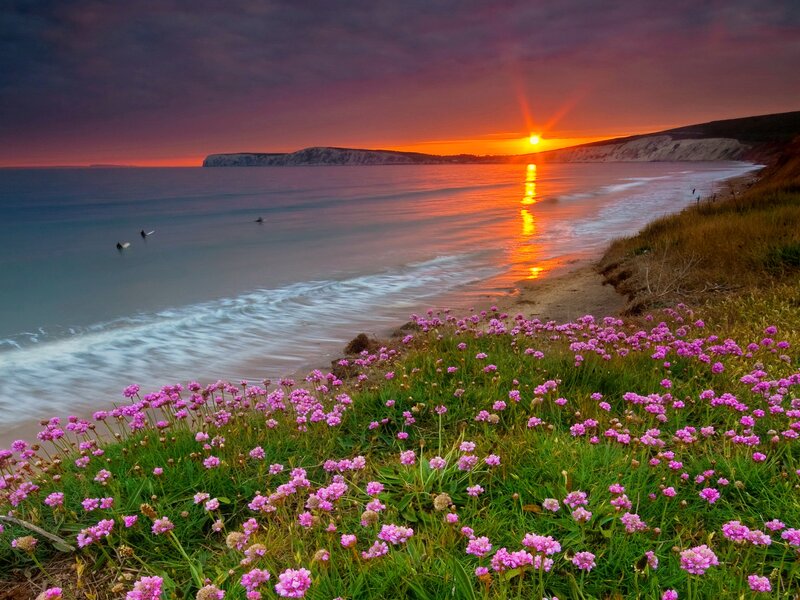 Pink Flowers on Cliff — Purple