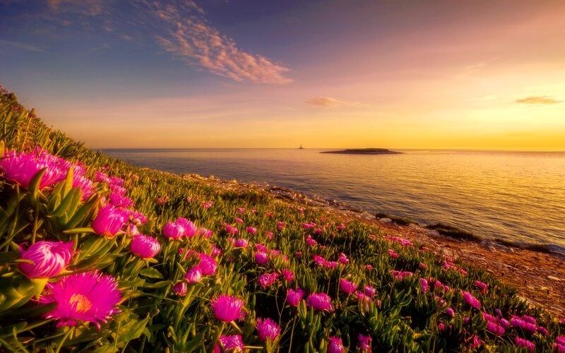 Pink Flowers on Cliff — Serene, Sunset, Photograph