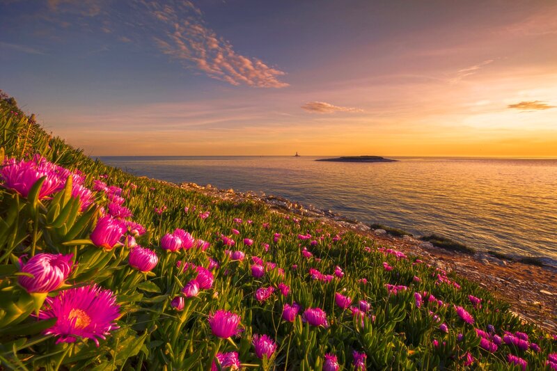 Pink Flowers on Cliff — Serene, Sunset
