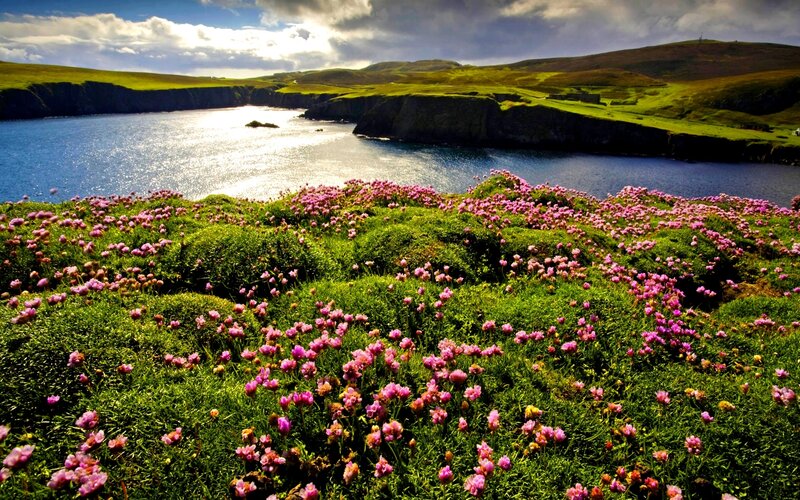 Pink Flowers on Cliff