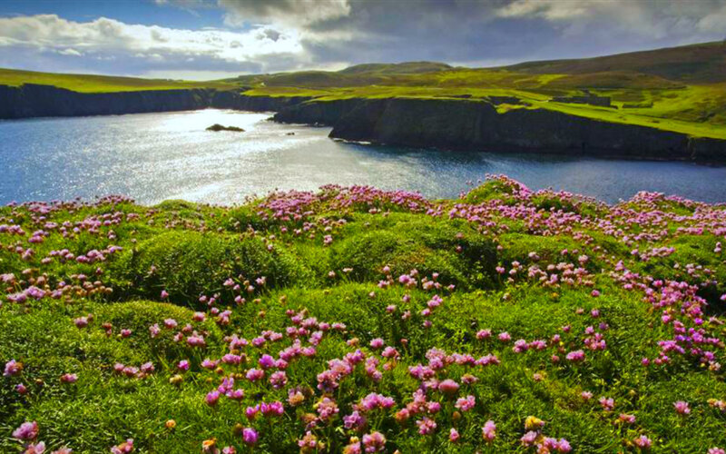 Pink Flowers on Cliffs — Green, Serene