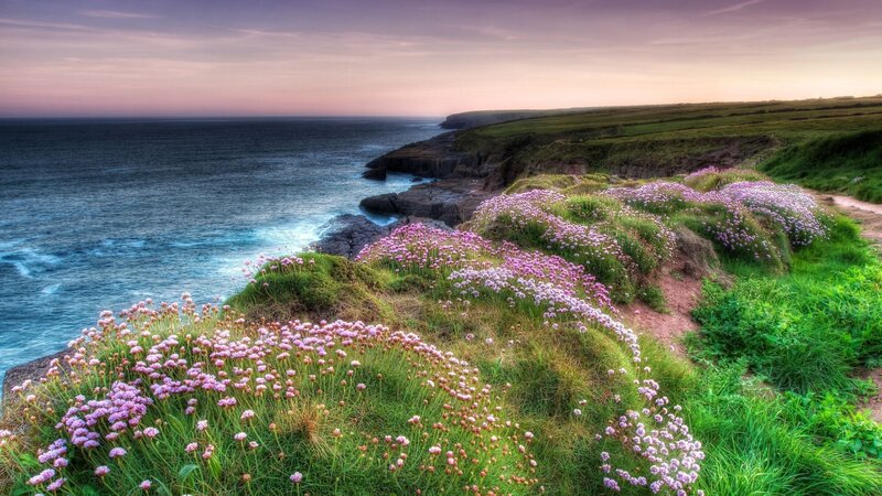 Pink Flowers on Cliffs — Green