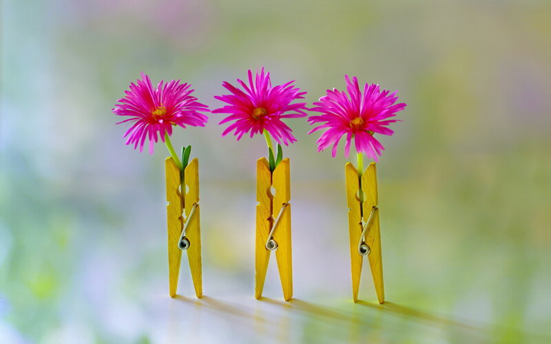 Pink Flowers on Clothespins