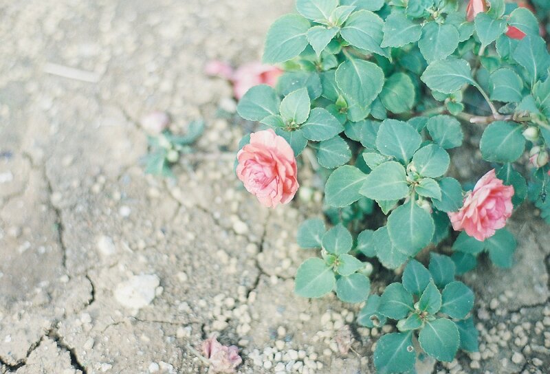 Pink flowers on cracked earth