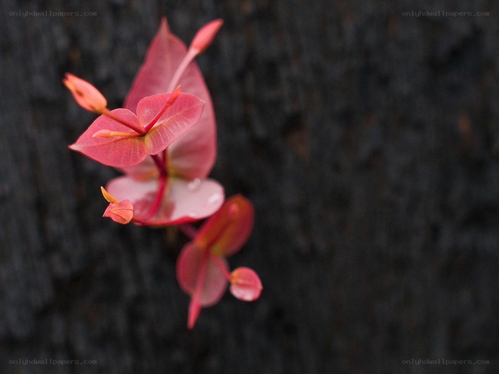 Pink flowers on dark bark