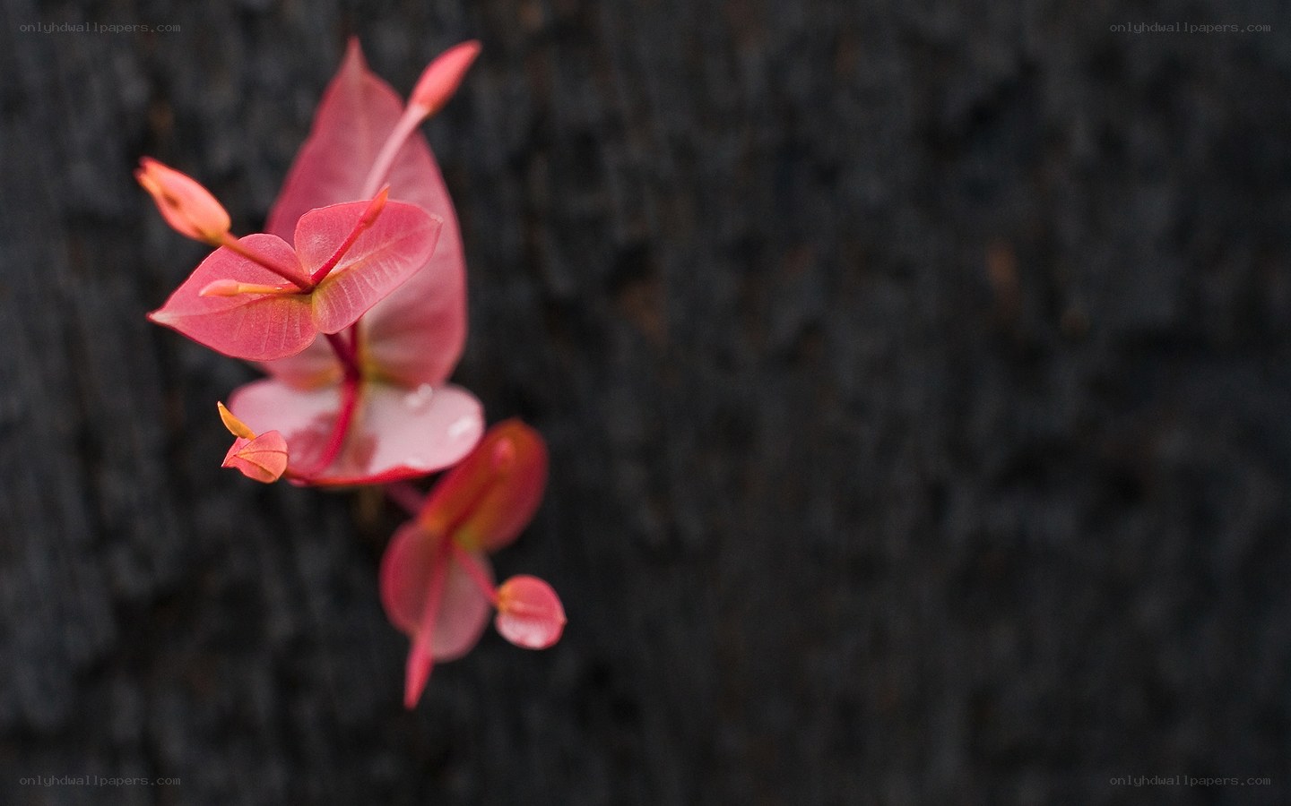Pink flowers on dark bark