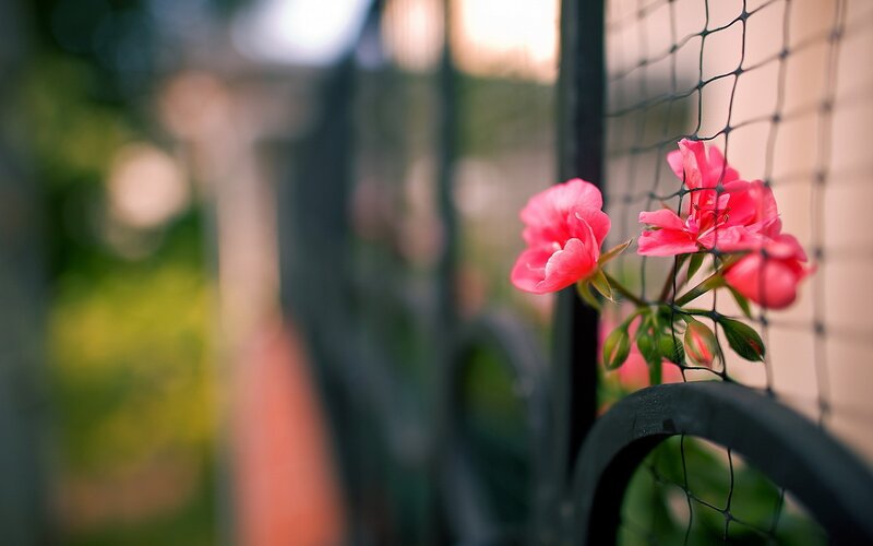 Pink Flowers on Fence — Serene, Afternoon, Photograph, Netting