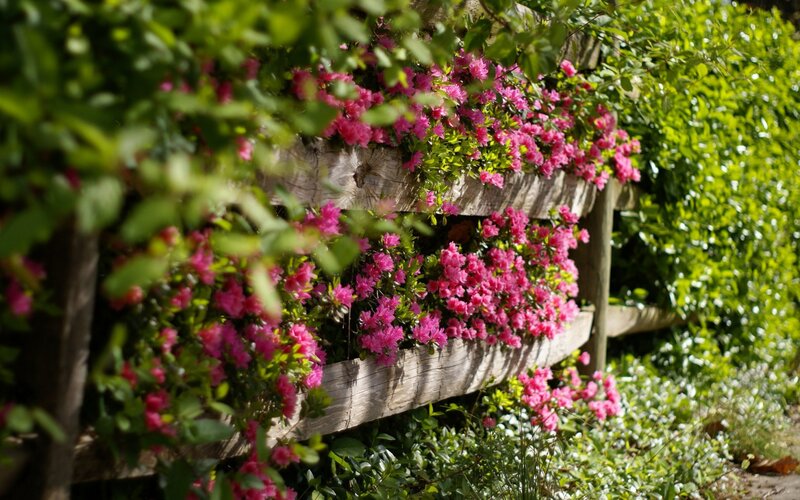 Pink Flowers on Fence — Serene, Afternoon