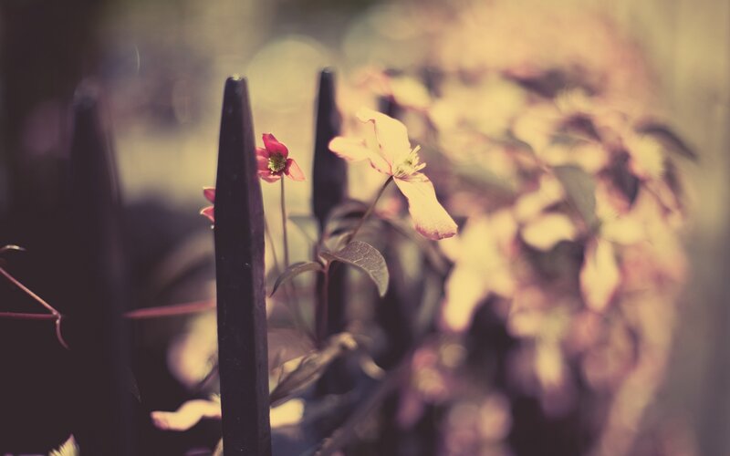 Pink Flowers on Fence — Serene, Spring