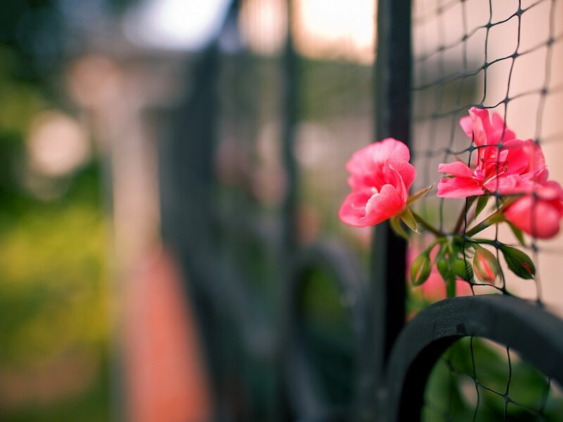 Pink Flowers on Fence — Serene