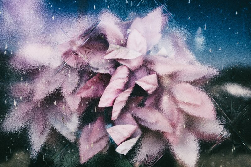 Pink Flowers on Glass