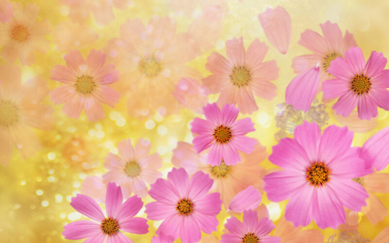 Pink flowers on golden background