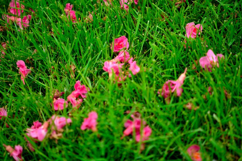 Pink Flowers on Grass