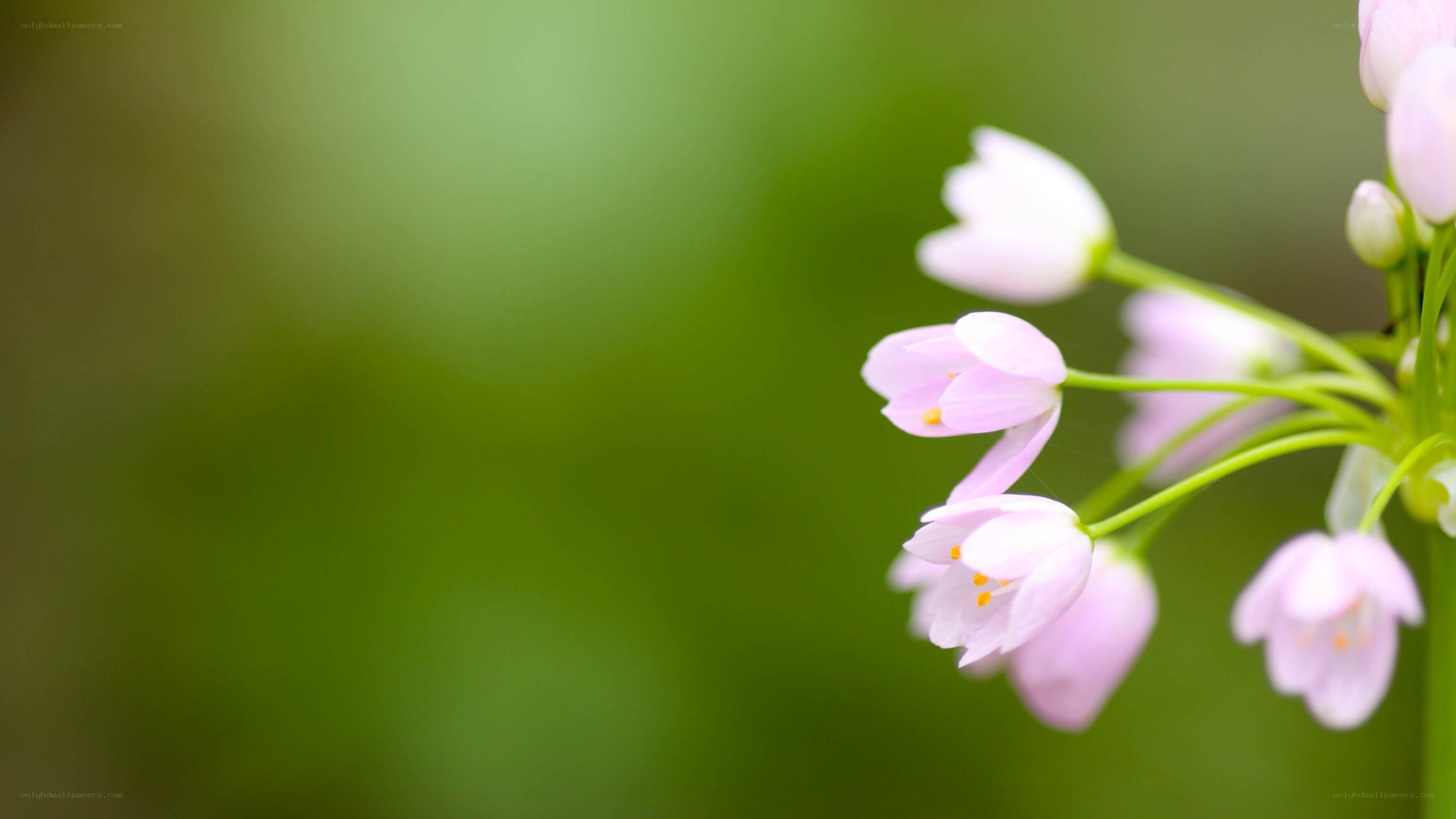 Pink flowers on green background