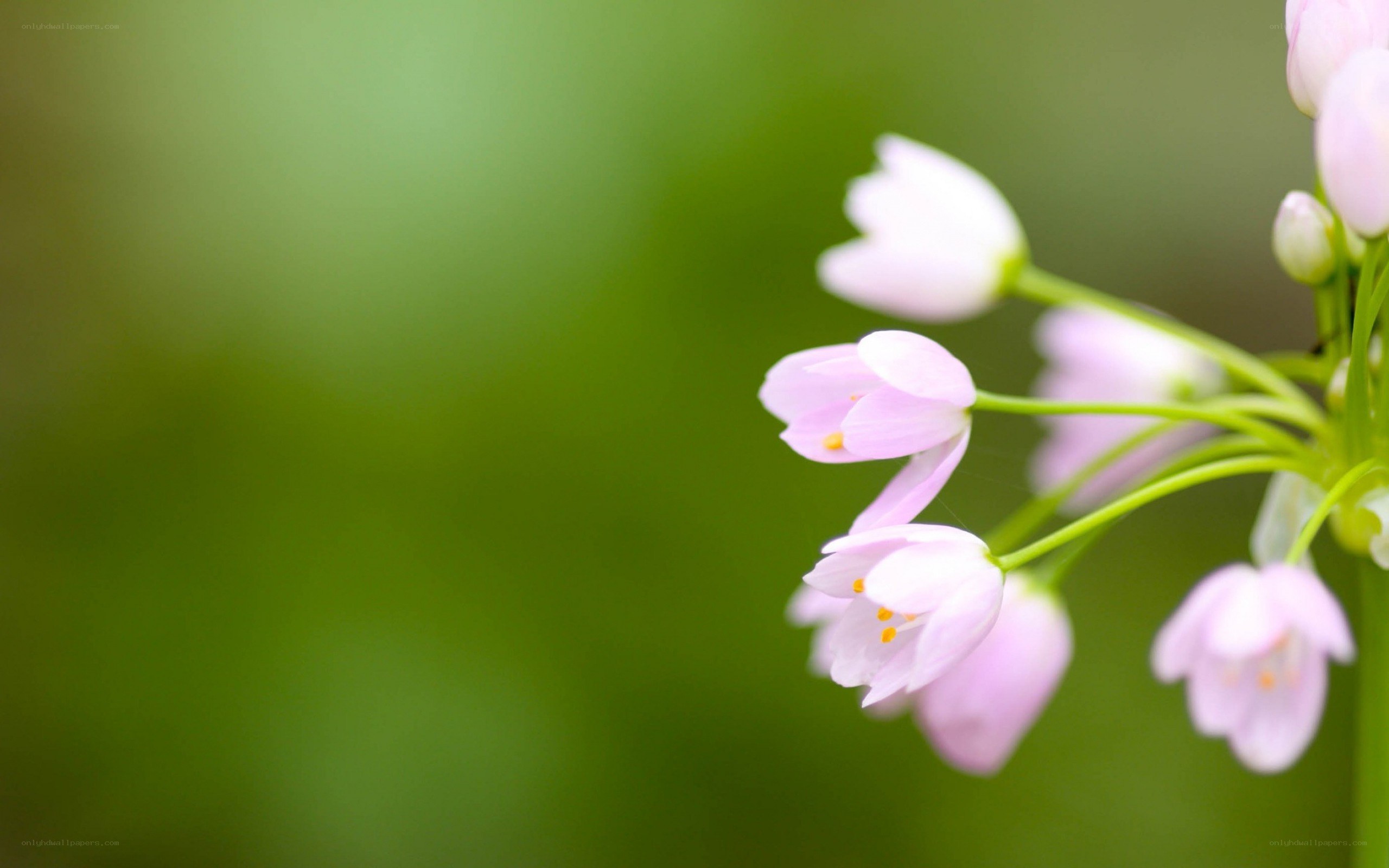 Pink flowers on green background