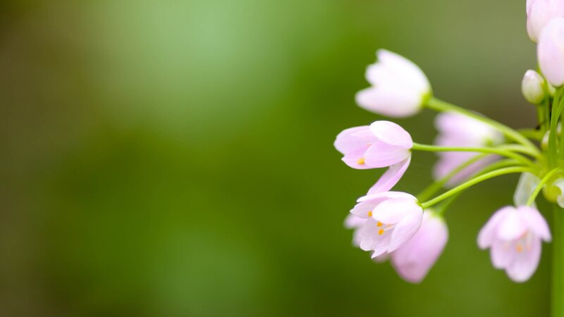 Pink flowers on green background