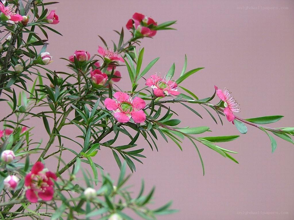pink flowers on green branches
