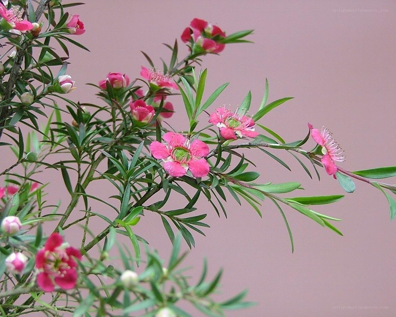 Pink flowers on green branches