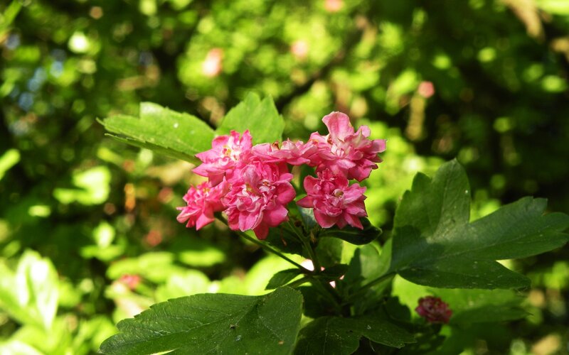 Pink Flowers on Green Bush — Serene