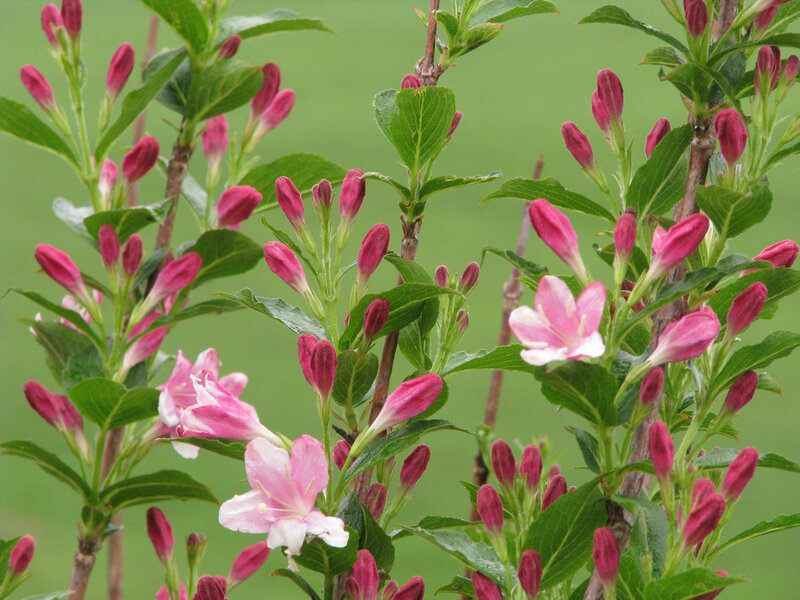 pink flowers on green bush