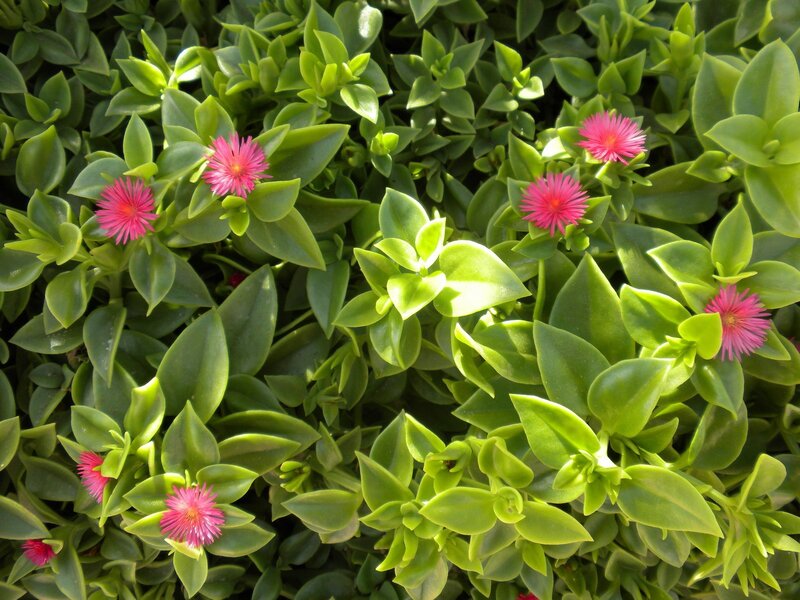 Pink flowers on green foliage