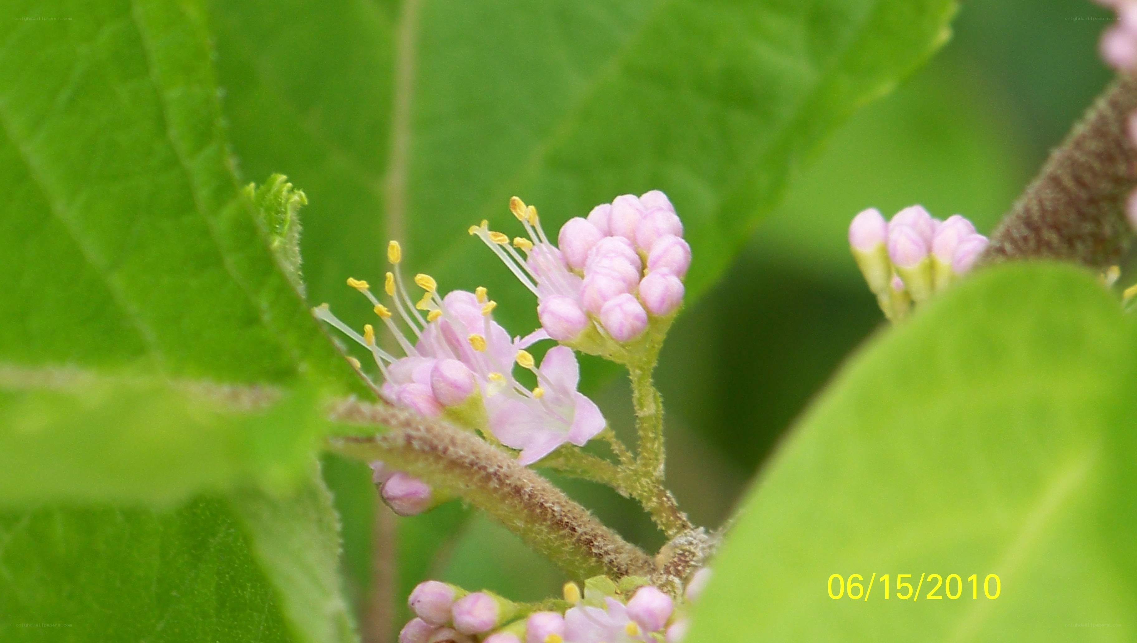 pink flowers on green leaves