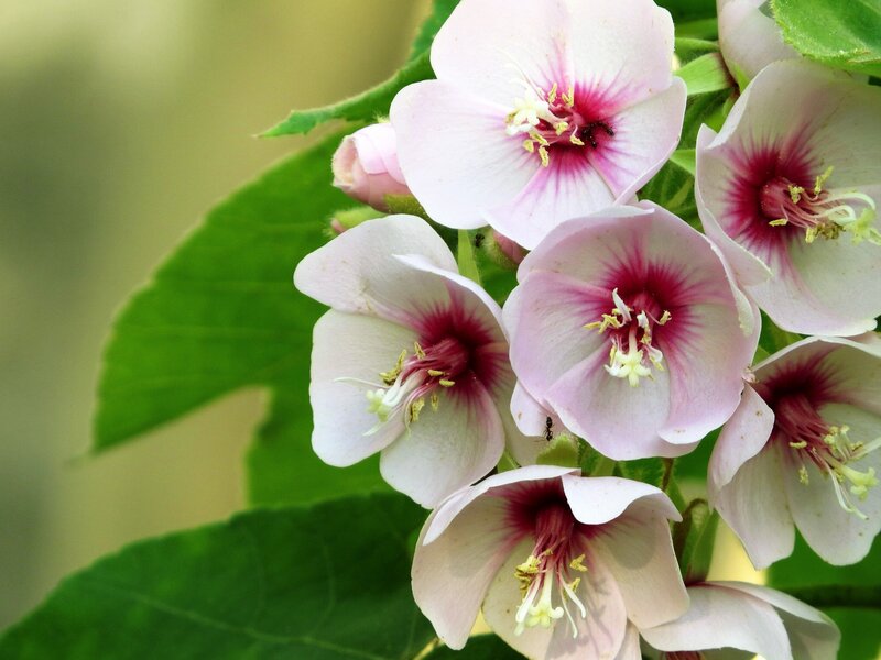 Pink Flowers on Green Leaves — Calm, Spring