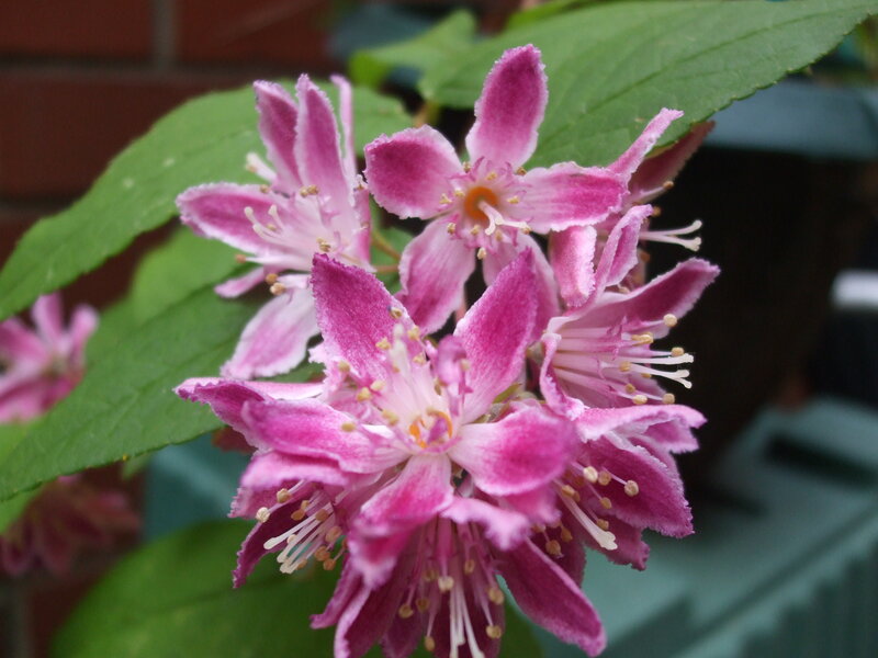 Pink Flowers on Green Leaves — Calm
