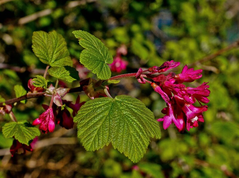 Pink Flowers on Green Leaves — Natural