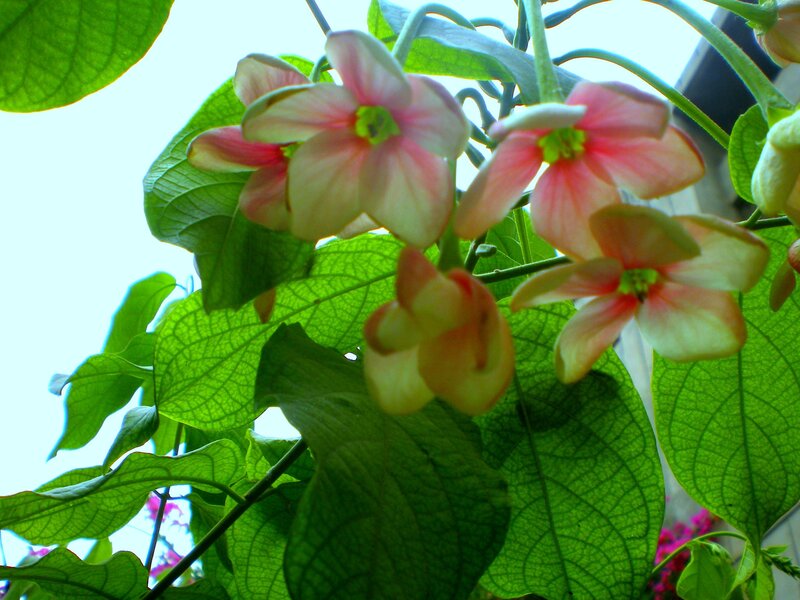 Pink Flowers on Green Leaves — Serene