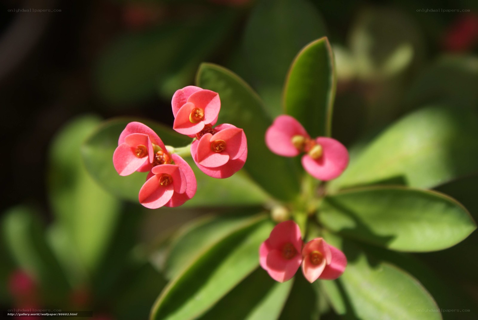 Pink flowers on green leaves