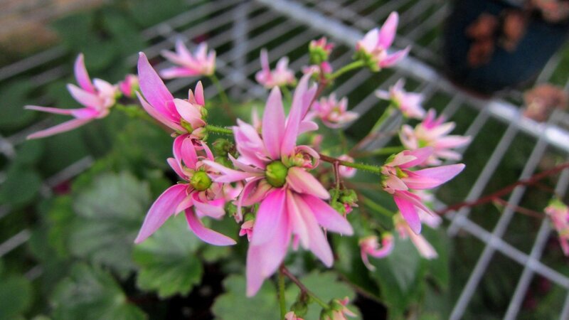 Pink Flowers on Green Plant — Calm, Photograph