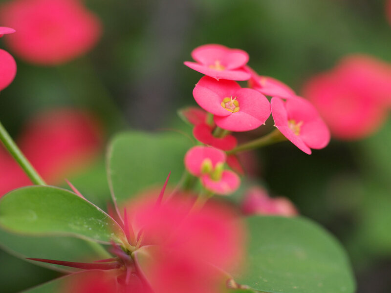 Pink Flowers on Green Plant — Calm