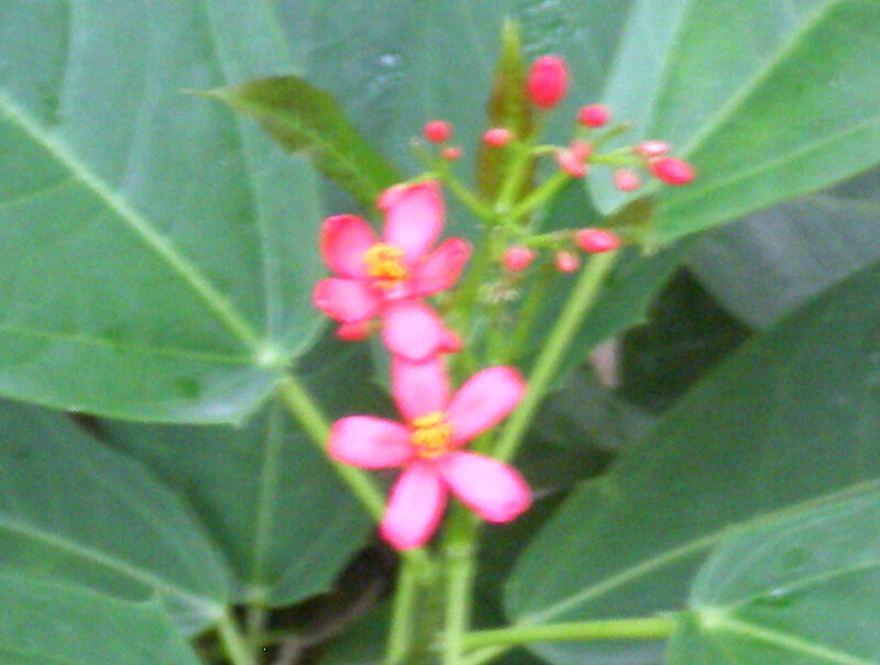 Pink Flowers on Green Plant — Natural